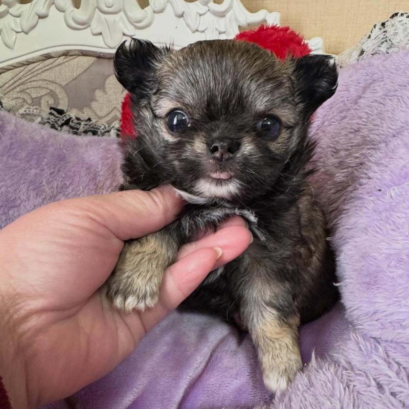 販売中の兵庫県のチワワ(ロングコート)-453207の3枚目