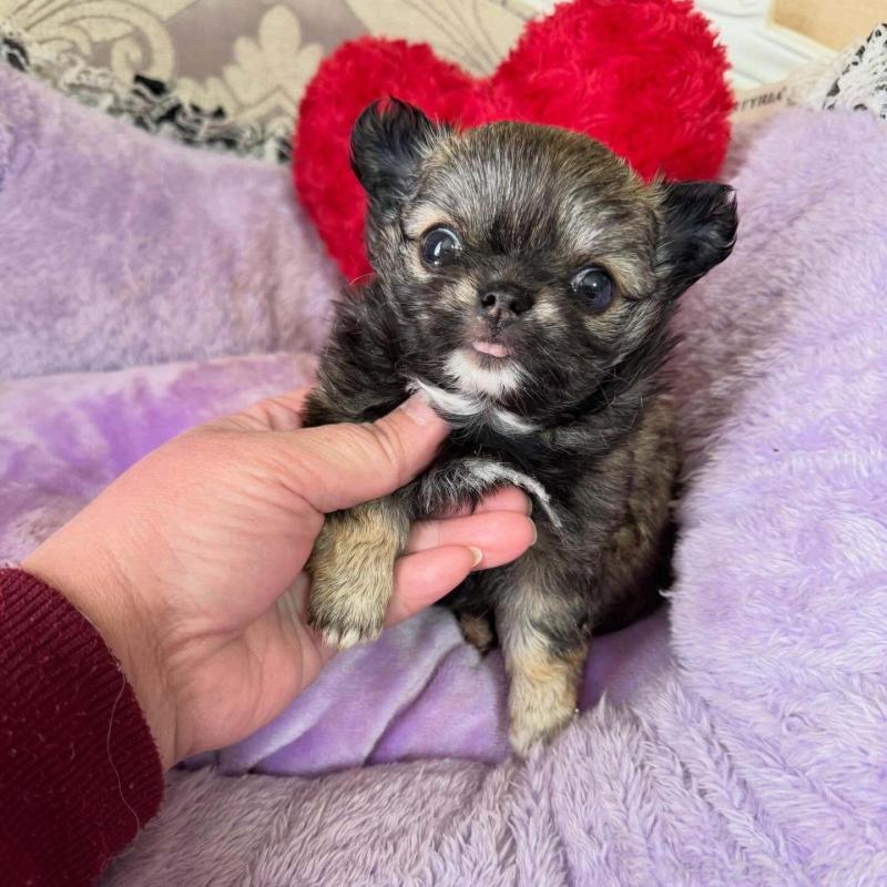 販売中の兵庫県のチワワ(ロングコート)-453207の2枚目