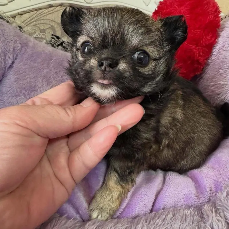 ♀︎チワワ(ロングコート)