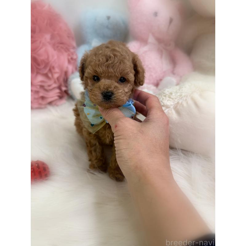 販売中の香川県のトイプードル-453209の4枚目