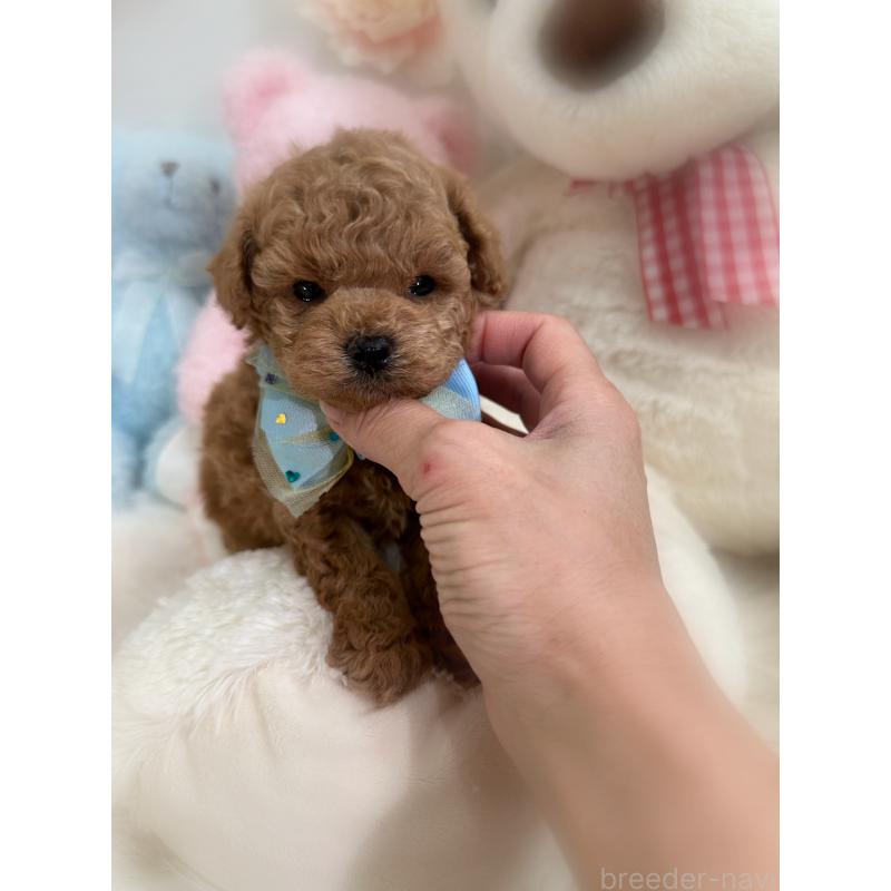 販売中の香川県のトイプードル-453209の3枚目