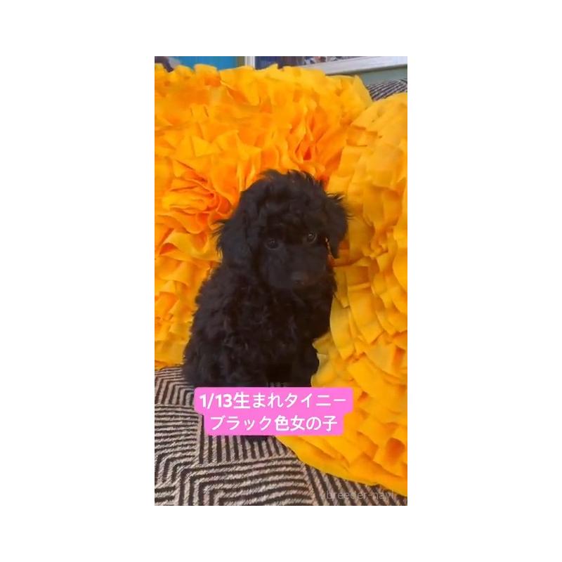 販売中の栃木県のタイニープードル-453208の6枚目