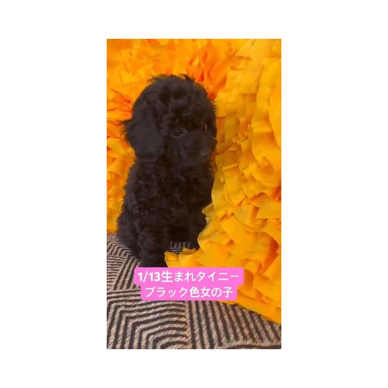 販売中の栃木県のタイニープードル-453208の4枚目