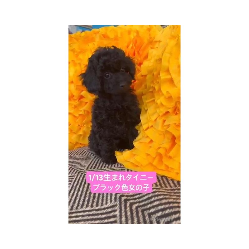 販売中の栃木県のタイニープードル-453208の3枚目