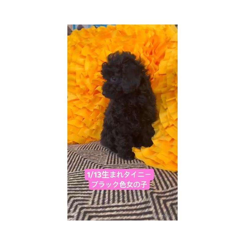 販売中の栃木県のタイニープードル-453208の2枚目