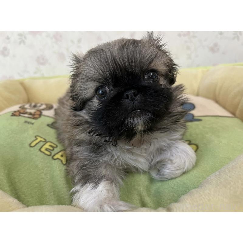 販売中の福岡県のペキニーズ-453212の3枚目