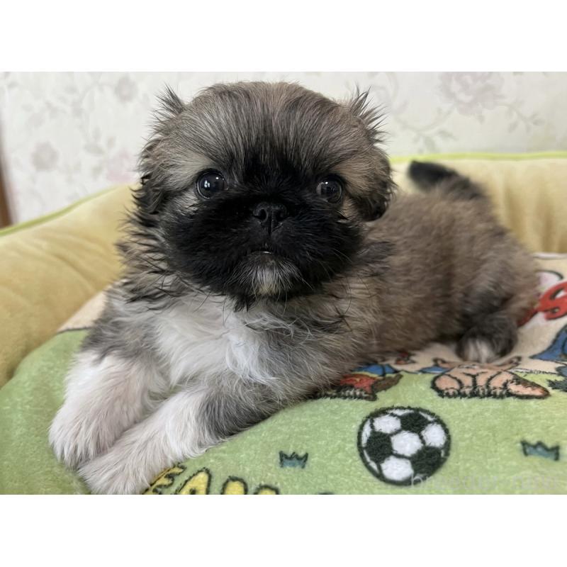 販売中の福岡県のペキニーズ-453212の2枚目