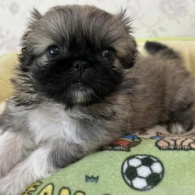 販売中の福岡県のペキニーズ-453212