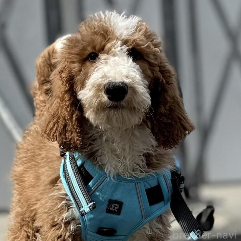 販売中の京都府のスタンダードプードル-453213の9枚目