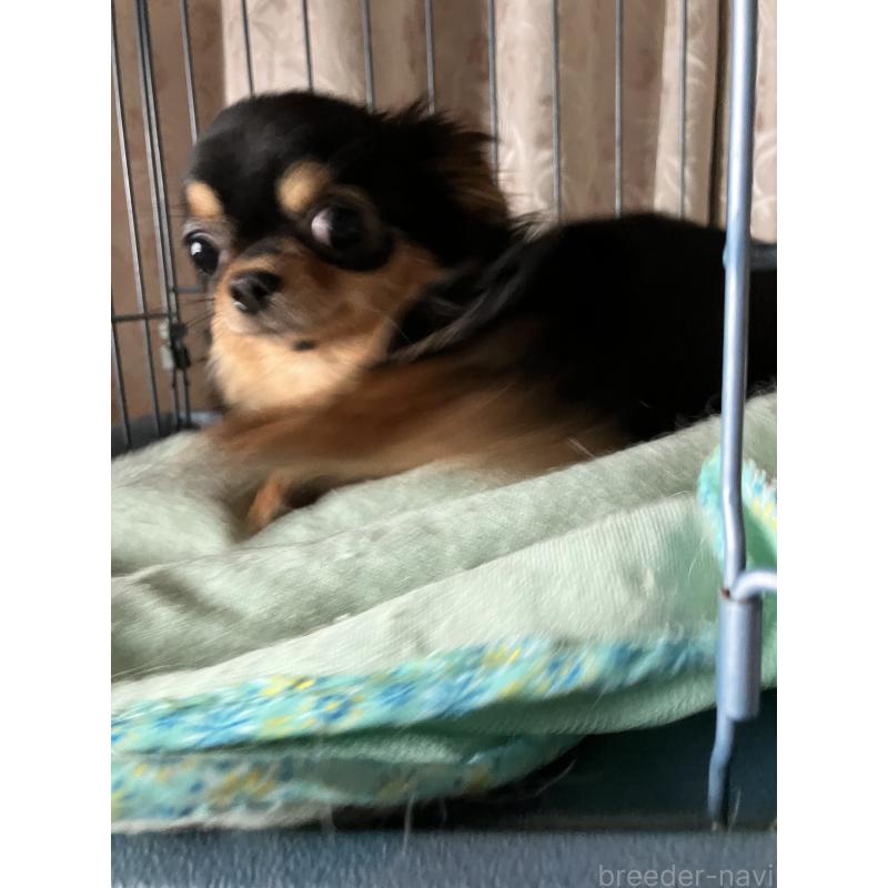 販売中の埼玉県のチワワ(ロングコート)-392194