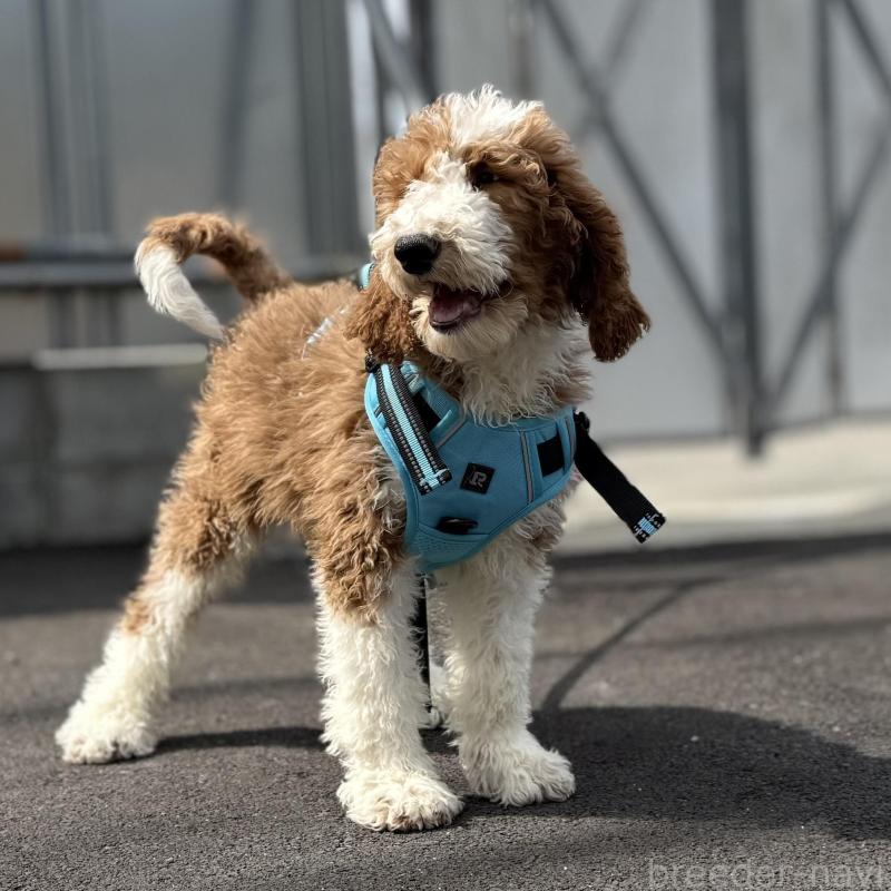 販売中の京都府のスタンダードプードル-453213の7枚目