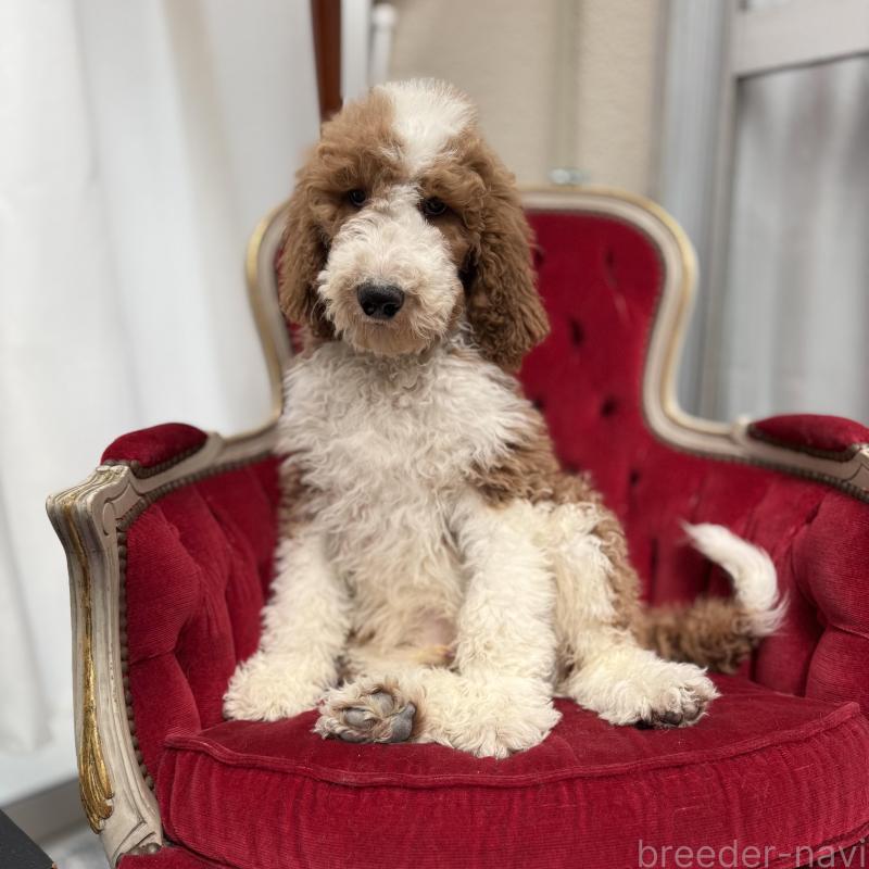 販売中の京都府のスタンダードプードル-453213の5枚目