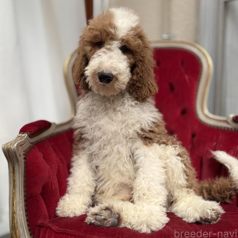 販売中の京都府のスタンダードプードル-453213の4枚目