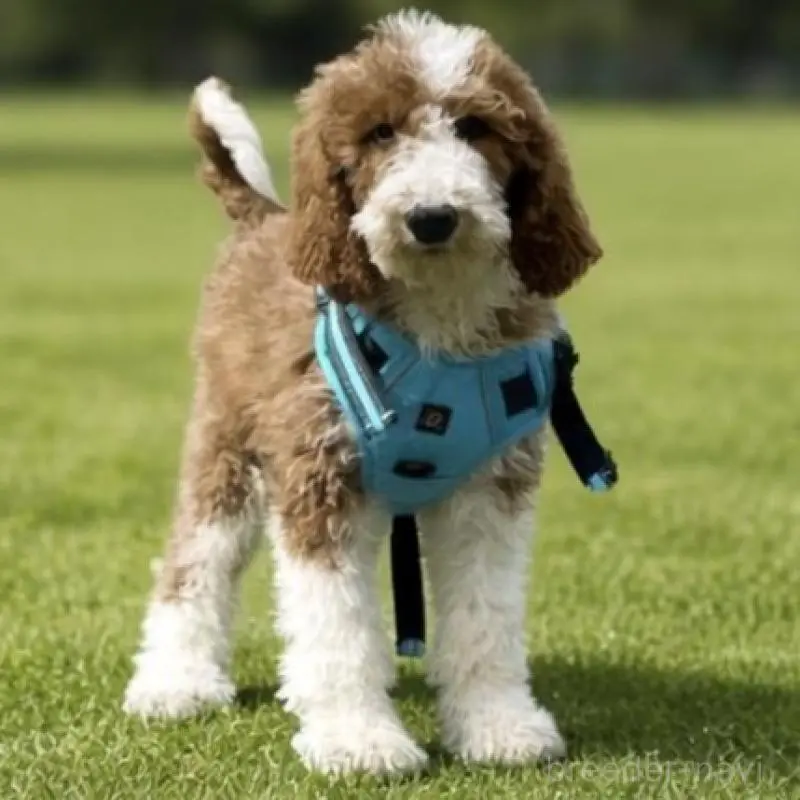 販売中の京都府のスタンダードプードル-453213の3枚目