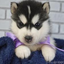 ♀︎シベリアンハスキー