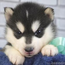 ♀︎シベリアンハスキー