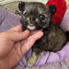 ♀︎チワワ(ロングコート)