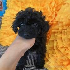 ♀︎タイニープードル