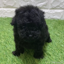 ♀︎トイプードル