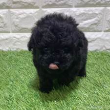 ♀︎トイプードル