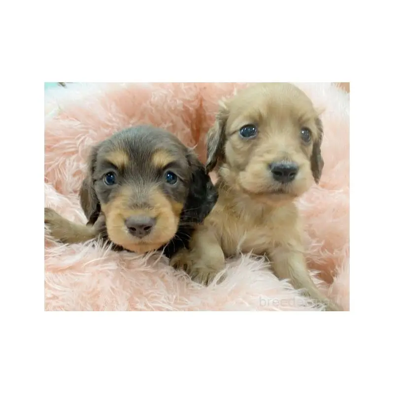 販売中の新潟県のミニチュアダックスフンド(ロングヘアード)-453216の3枚目