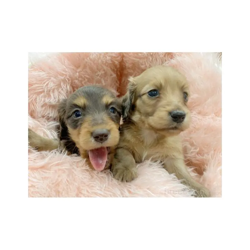 販売中の新潟県のミニチュアダックスフンド(ロングヘアード)-453216の2枚目