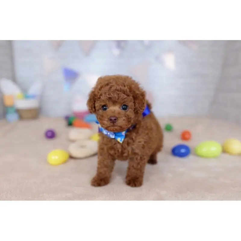 販売中の北海道のトイプードル-453218の5枚目