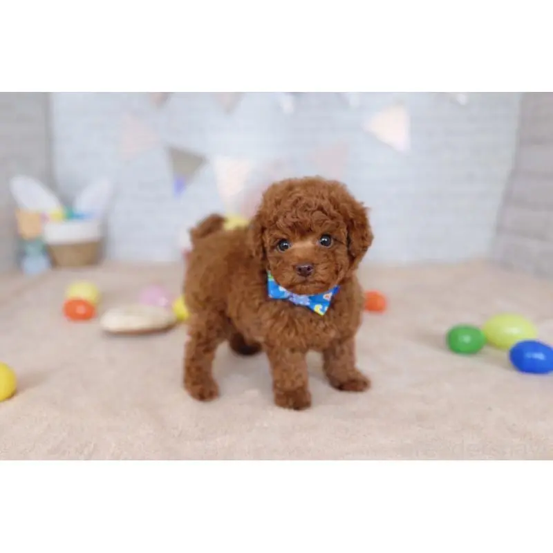 販売中の北海道のトイプードル-453218の4枚目