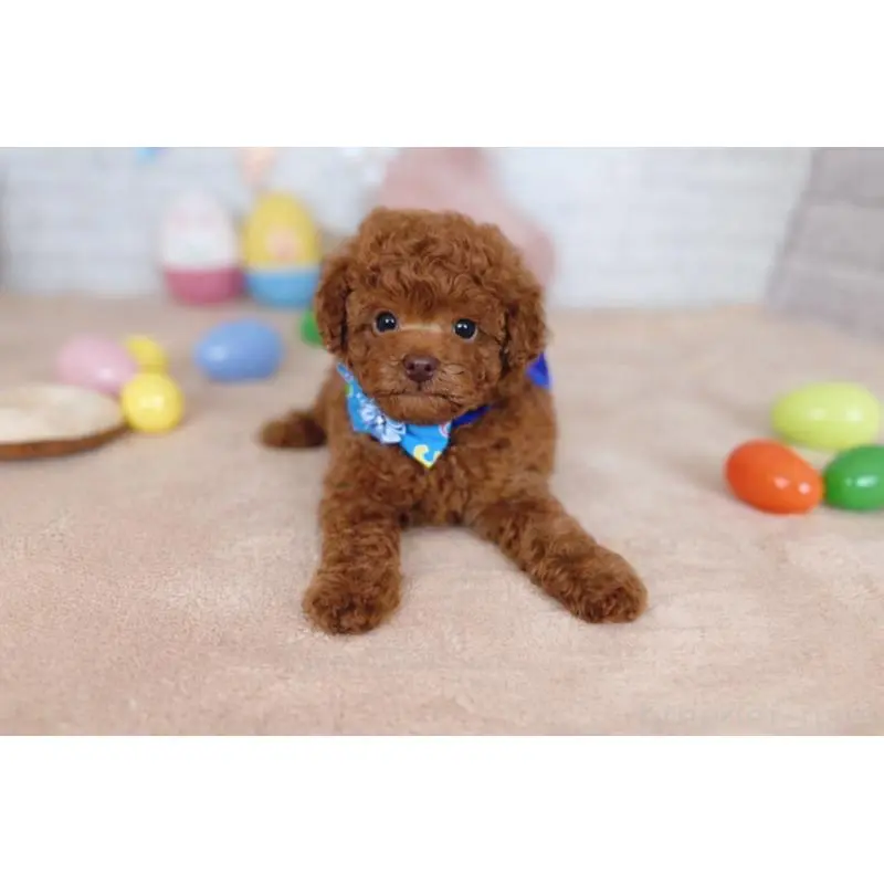 販売中の北海道のトイプードル-453218の3枚目