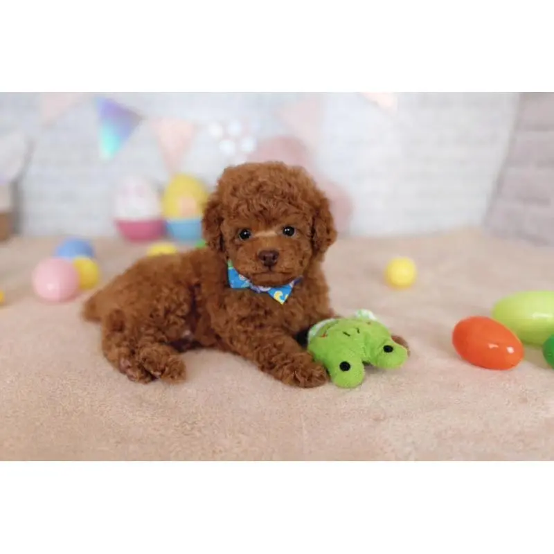 販売中の北海道のトイプードル-453218の2枚目