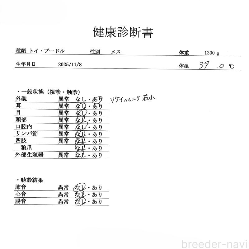 販売中の群馬県のトイプードル-452312の3枚目