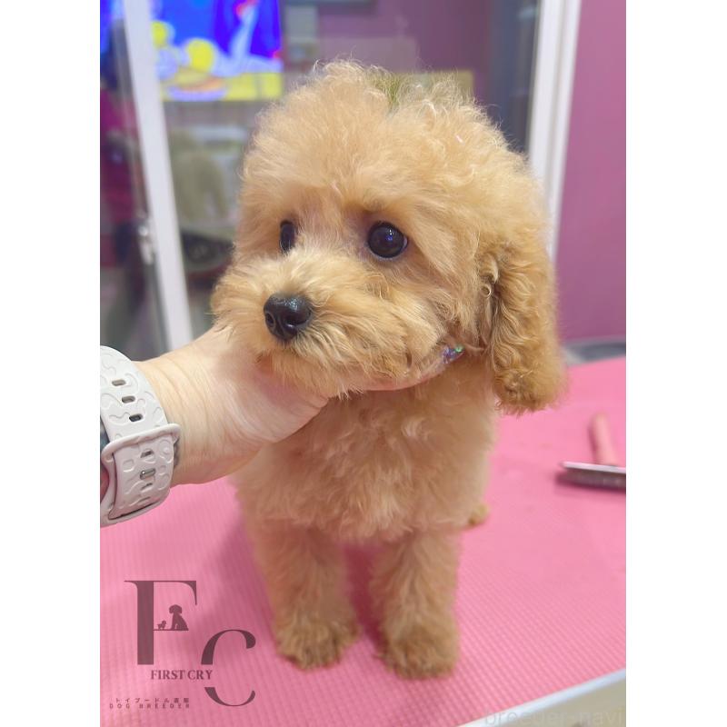 販売中の栃木県のタイニープードル-440053の2枚目