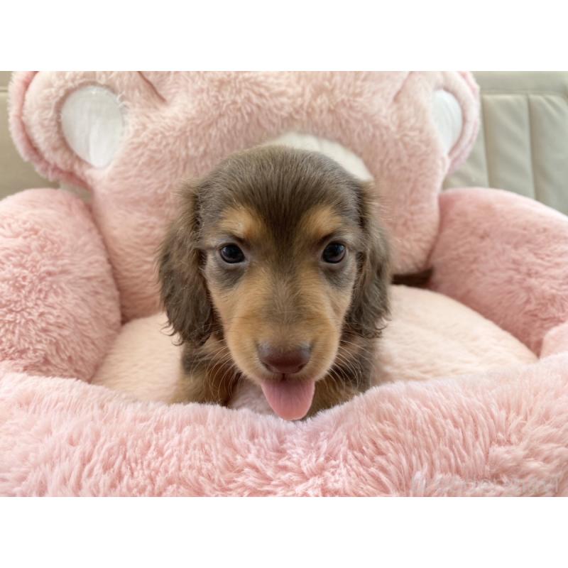 販売中の熊本県のミニチュアダックスフンド(ロングヘアード)-453222の3枚目