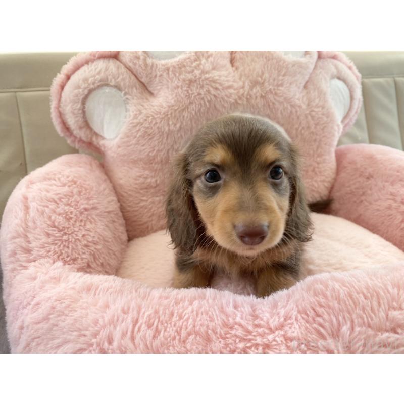 販売中の熊本県のミニチュアダックスフンド(ロングヘアード)-453222の2枚目