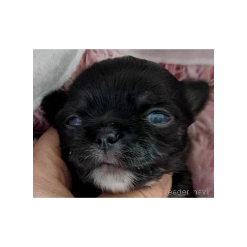 販売中の秋田県のチワワ(ロングコート)-453228の2枚目