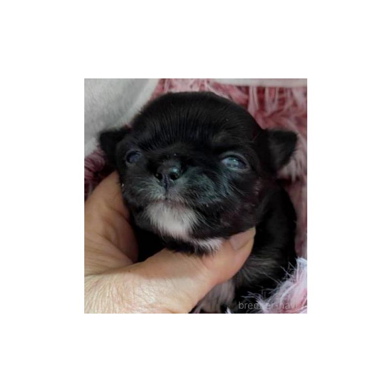 販売中の秋田県のチワワ(ロングコート)-453228の3枚目