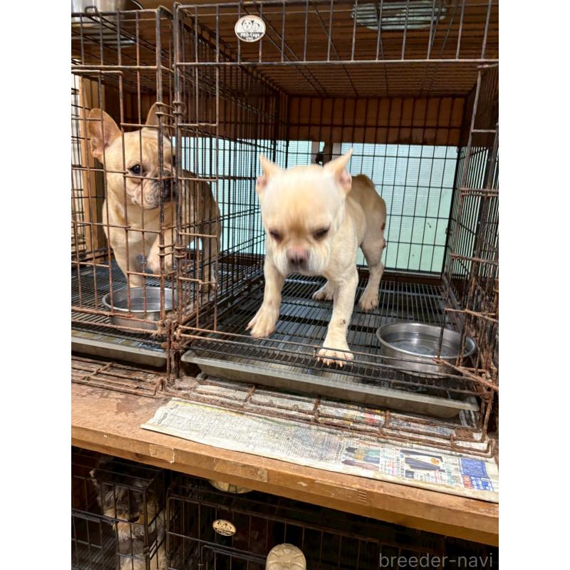 犬舎紹介の大阪府の犬舎紹介-2987の3枚目