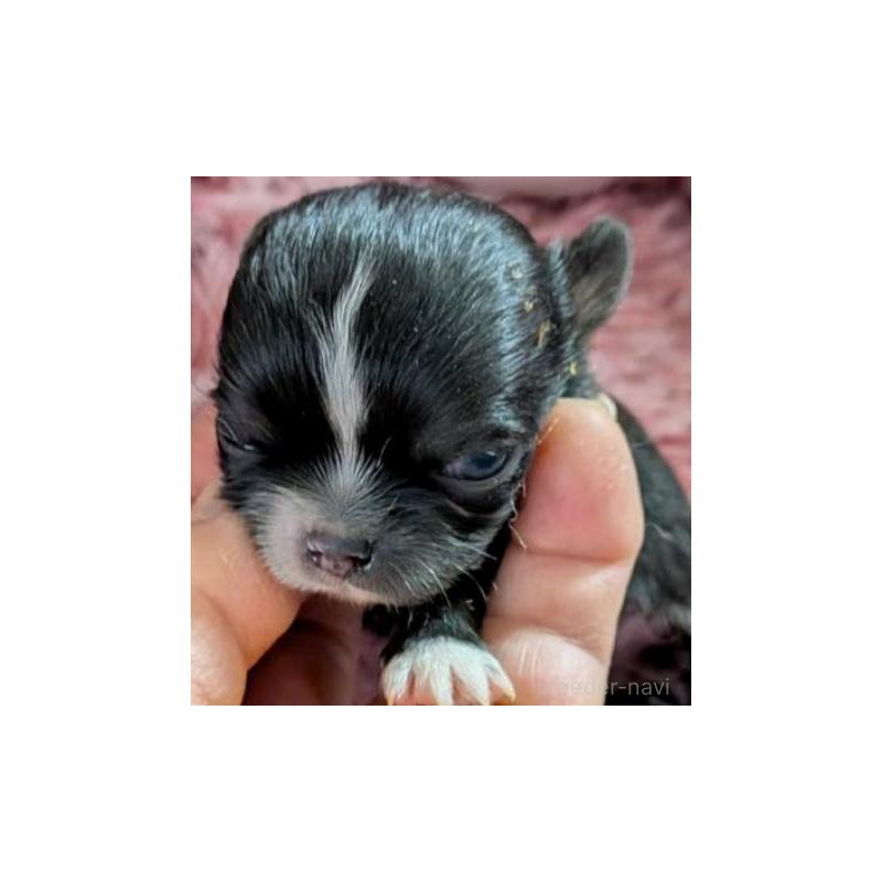 販売中の秋田県のチワワ(ロングコート)-453230の2枚目