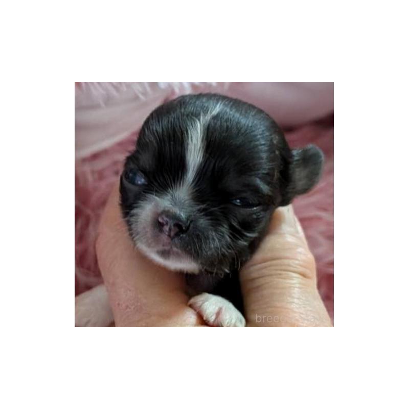 販売中の秋田県のチワワ(ロングコート)-453230の3枚目