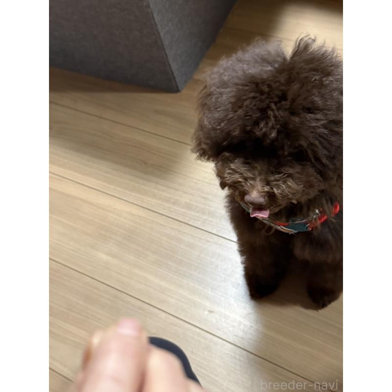 販売中の福岡県のトイプードル-426352の4枚目