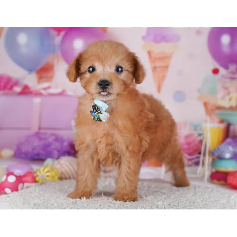 販売中の千葉県のトイプードル-453232の9枚目