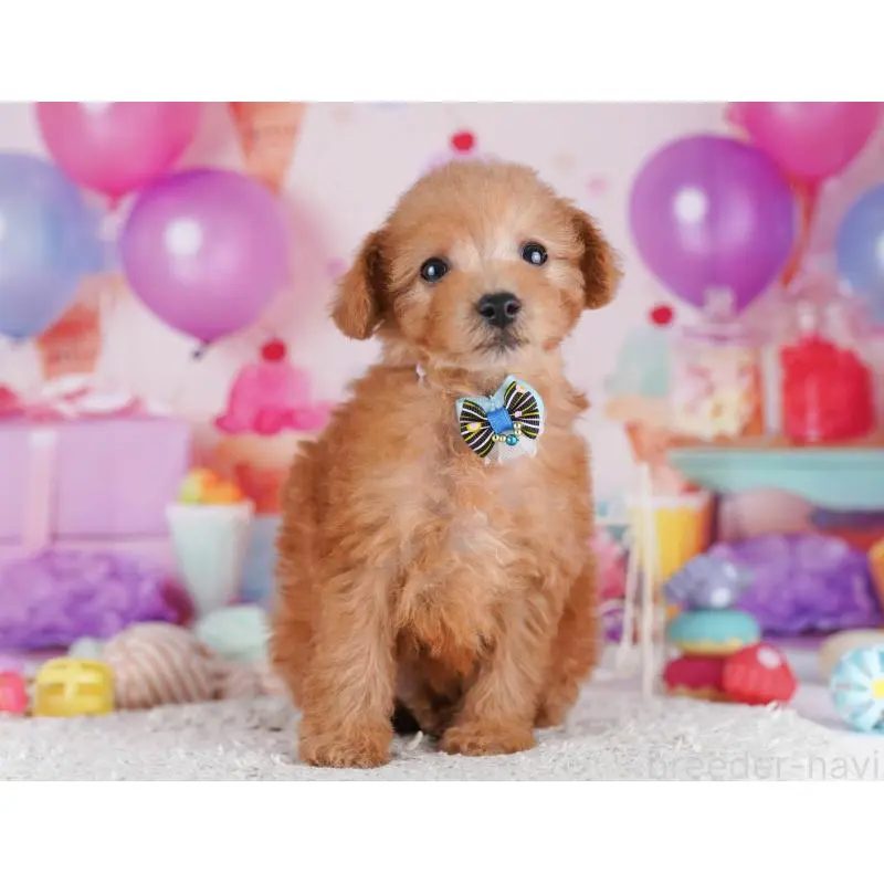 販売中の千葉県のトイプードル-453232の8枚目