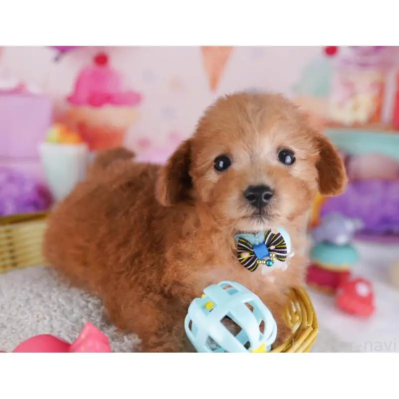 販売中の千葉県のトイプードル-453232の7枚目