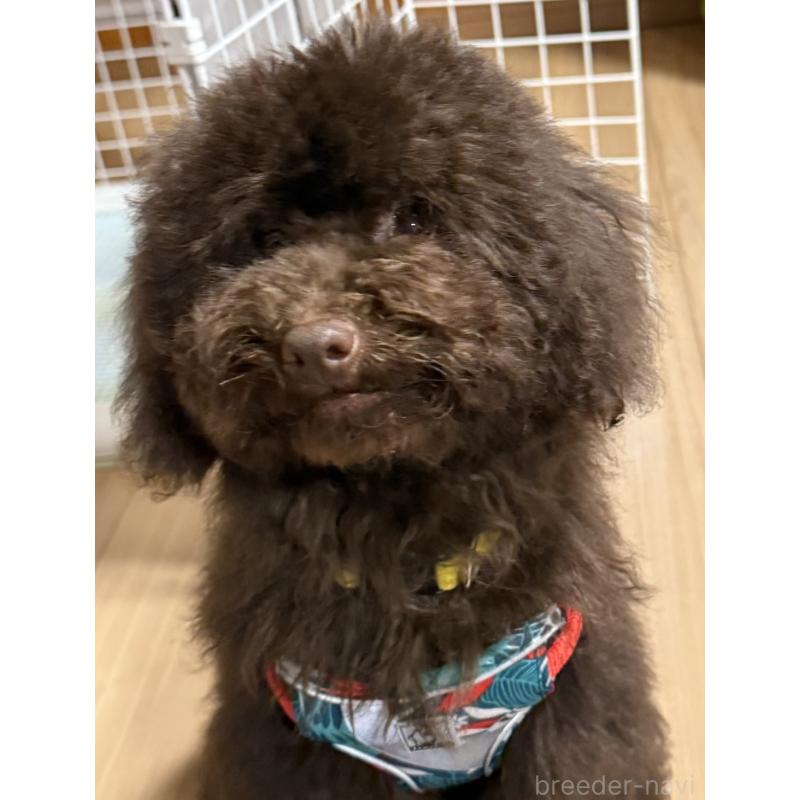 販売中の福岡県のトイプードル-426352の3枚目