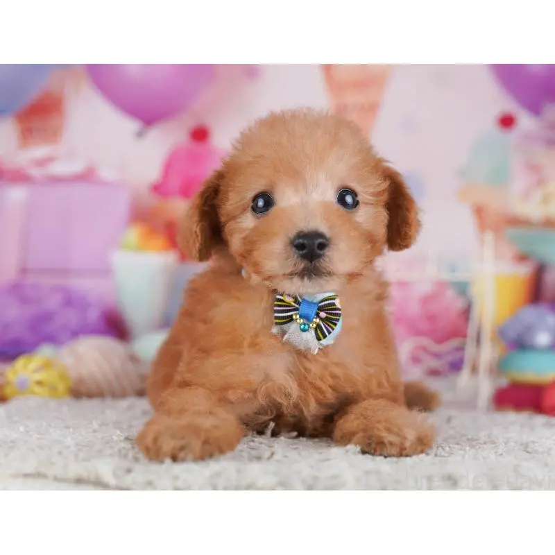 販売中の千葉県のトイプードル-453232の3枚目