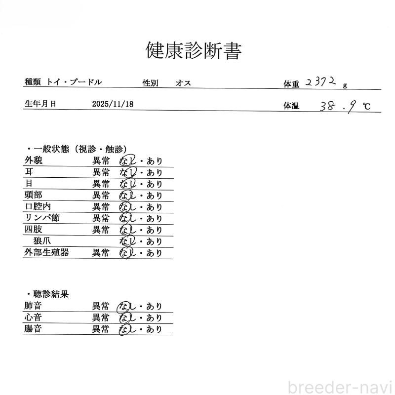 販売中の群馬県のトイプードル-452292の3枚目