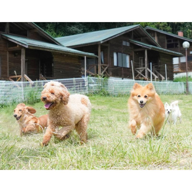 販売中の群馬県のトイプードル-452292の2枚目