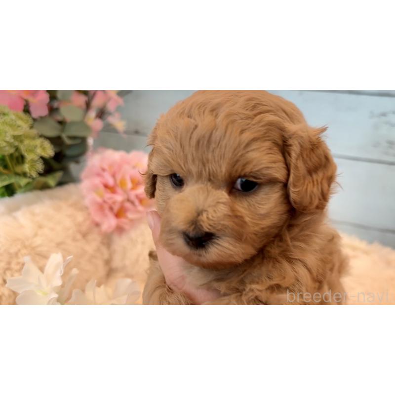 販売中の埼玉県のマルプー:マルチーズ×トイプードル-453237の6枚目