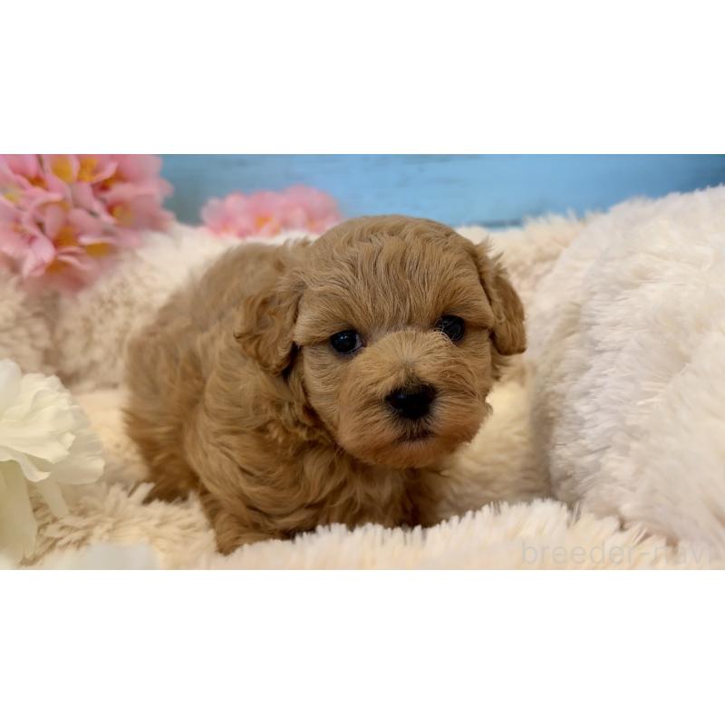 販売中の埼玉県のマルプー:マルチーズ×トイプードル-453237の4枚目