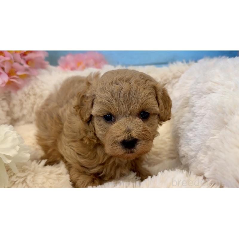 販売中の埼玉県のマルプー:マルチーズ×トイプードル-453237の3枚目